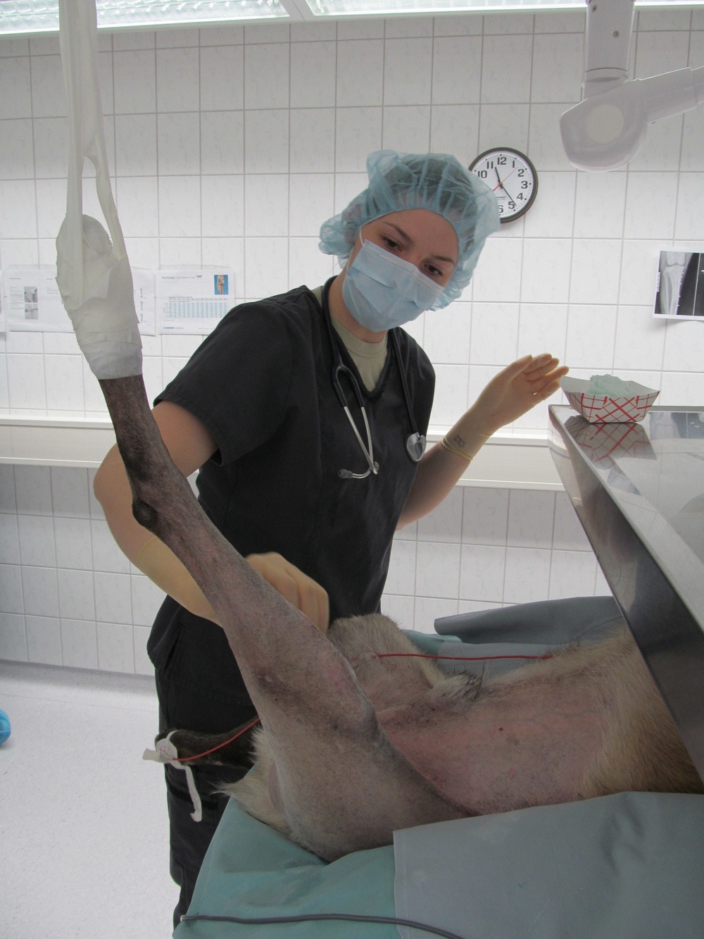 Prepping a canine for orthopedic surgery