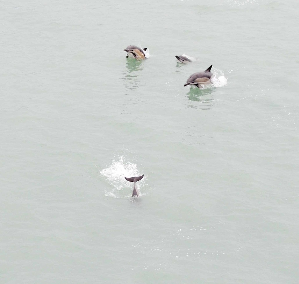 Dolphins swim near ferry in port of Batumi