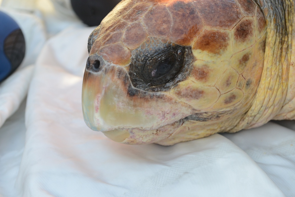 Coast Guard, MOTE Marine Laboratory release rehabilitated loggerhead sea turtle in Lido Key, Fla.