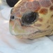 Coast Guard, MOTE Marine Laboratory release rehabilitated loggerhead sea turtle in Lido Key, Fla.