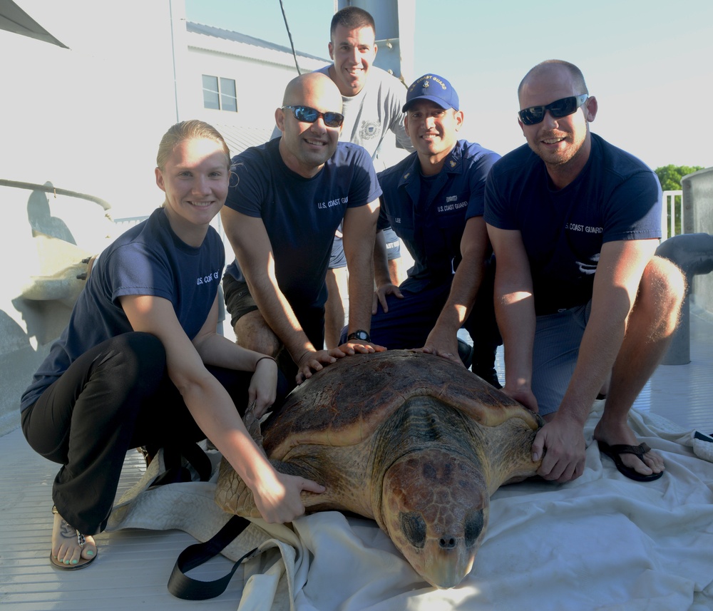 Coast Guard, MOTE Marine Laboratory release rehabilitated loggerhead sea turtle in Lido Key, Fla.