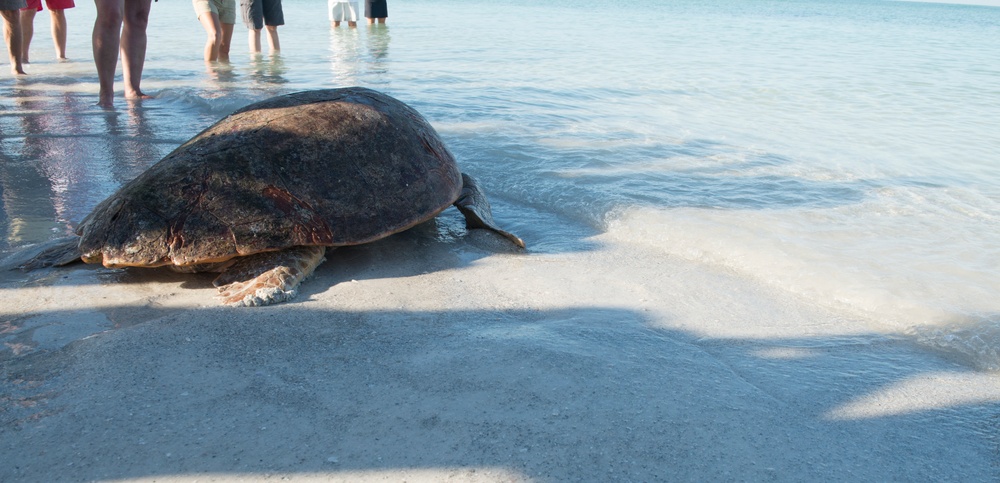 Coast Guard, MOTE Marine Laboratory release rehabilitated loggerhead sea turtle in Lido Key, Fla.