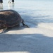 Coast Guard, MOTE Marine Laboratory release rehabilitated loggerhead sea turtle in Lido Key, Fla.