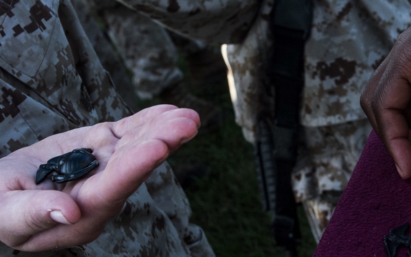 Two individuals wearing US Marine Corps MARPAT (digital camouflage) uniforms are handling small black sea turtle hatchlings. One person holds a single hatchling in their open palm, while another person holds a red/maroon cloth or board displaying multiple hatchlings arranged across its surface. This appears to document a sea turtle conservation or release activity involving military personnel.