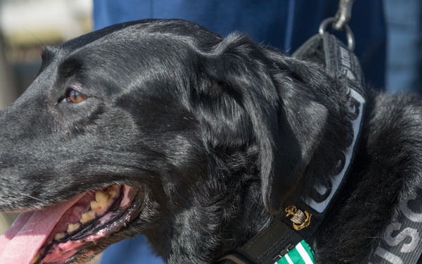 Coast Guard K9 explosive detection dog retires