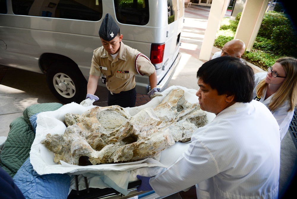 500,000 year-old mammoth skull fragment examined at NMCSD