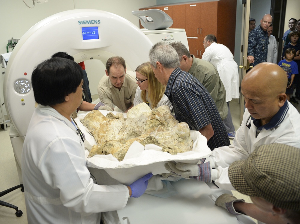 500,000 year-old mammoth skull fragment examined at NMCSD