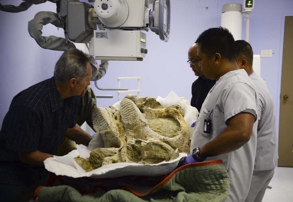 500,000-year-old mammoth skull fragment examined at NMCSD