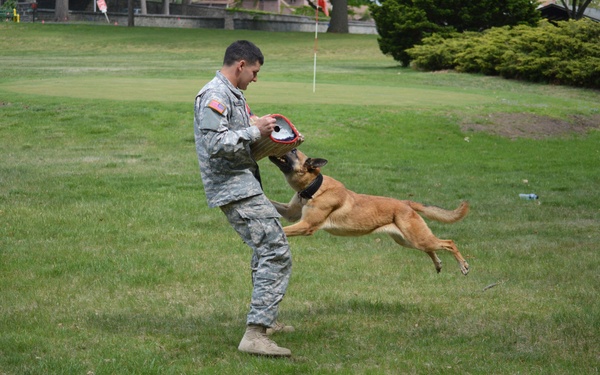 A U.S. Army soldier in ACU (Army Combat Uniform) is conducting a military working dog (MWD) training exercise on a grassy field. The dog, appearing to be a Belgian Malinois, is leaping and biting onto a red and white bite training pad held by the handler. This appears to be a demonstration or routine bite-work training session.