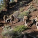 Integrated Task Force Marines conclude MCOTEA assessment aboard Mountain Warfare Training Center, Bridgeport, Calif.