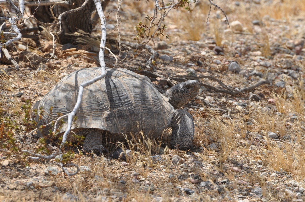 Stop the range! Desert tortoise crossing!