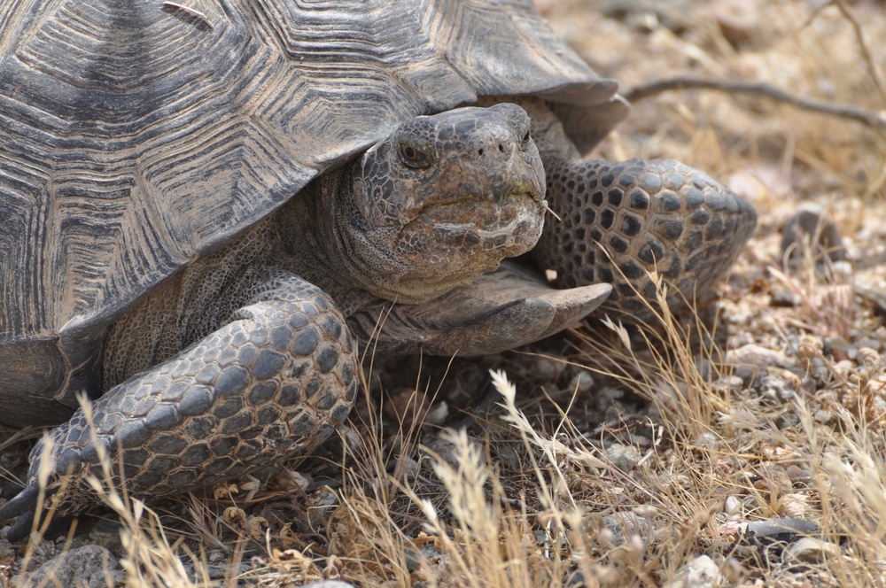 Stop the range! Desert tortoise crossing!