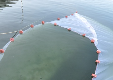 Sampling for Emerald Shiners