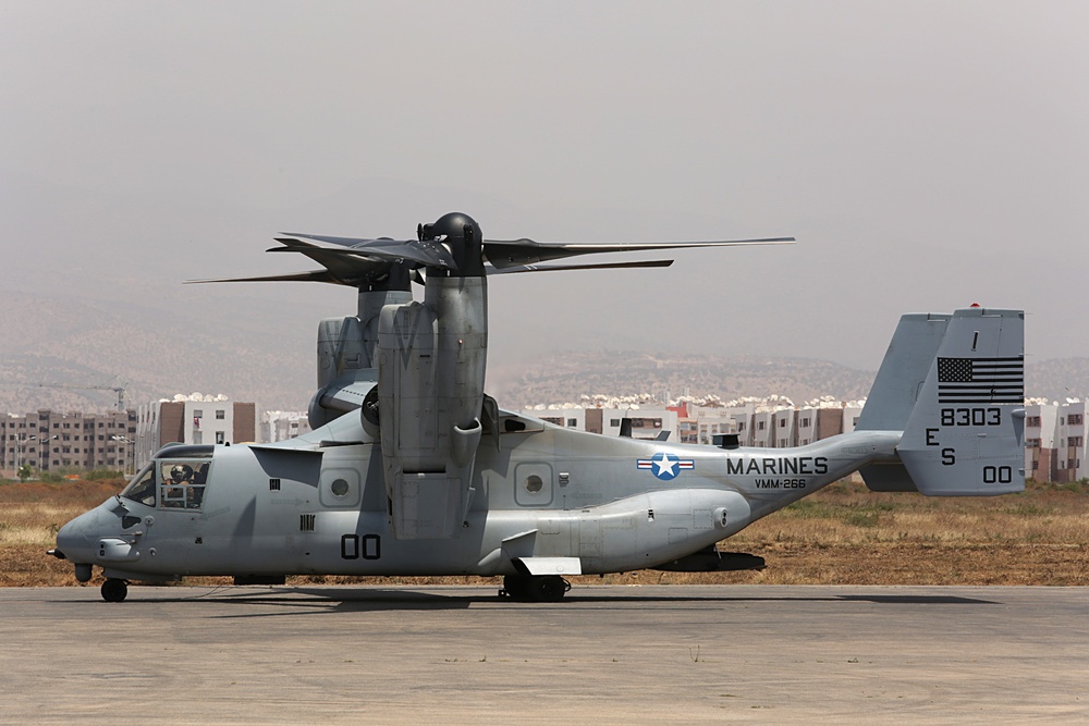 Osprey in Morocco