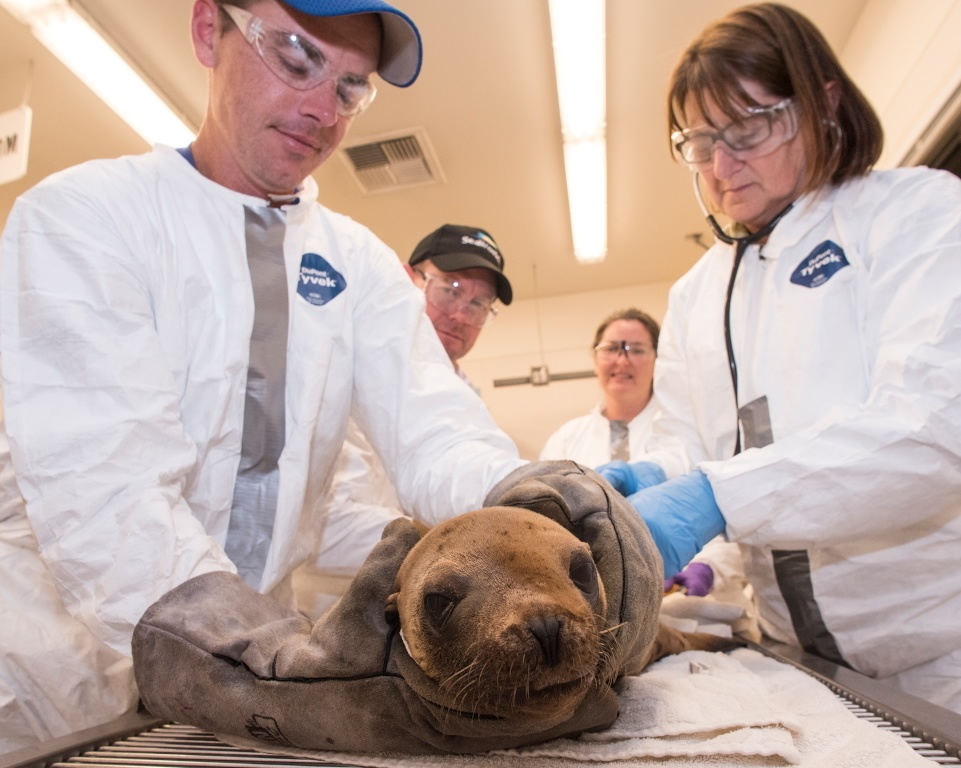 Sea Lion cleaned of oil