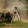 A soldier in camouflage uniform is lying prone on the ground next to a mortar that has just been fired, evidenced by the large dust and smoke cloud billowing from the weapon. The soldier is wearing a helmet and gloves and appears to be taking cover from the blast. The setting is an outdoor grassy and sandy terrain, consistent with a military training exercise or combat operation.