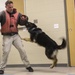 A day in the life of a military working dog