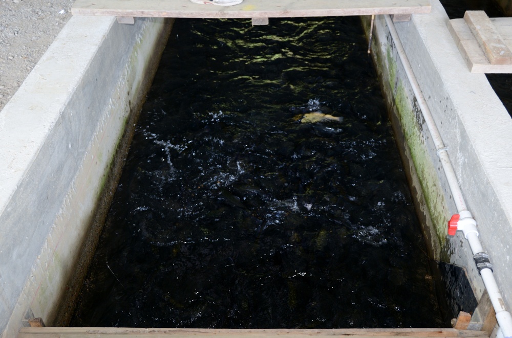 Fort’s Fish Nursery