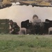 NATO Allies conduct Platinum Eagle