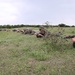 NATO Allies conduct Platinum Eagle