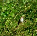 Field sparrow at Fort Indiantown Gap