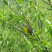 Yellow-breasted chat at Fort Indiantown Gap