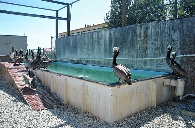Cleaned brown pelicans
