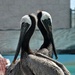 Cleaned brown pelicans