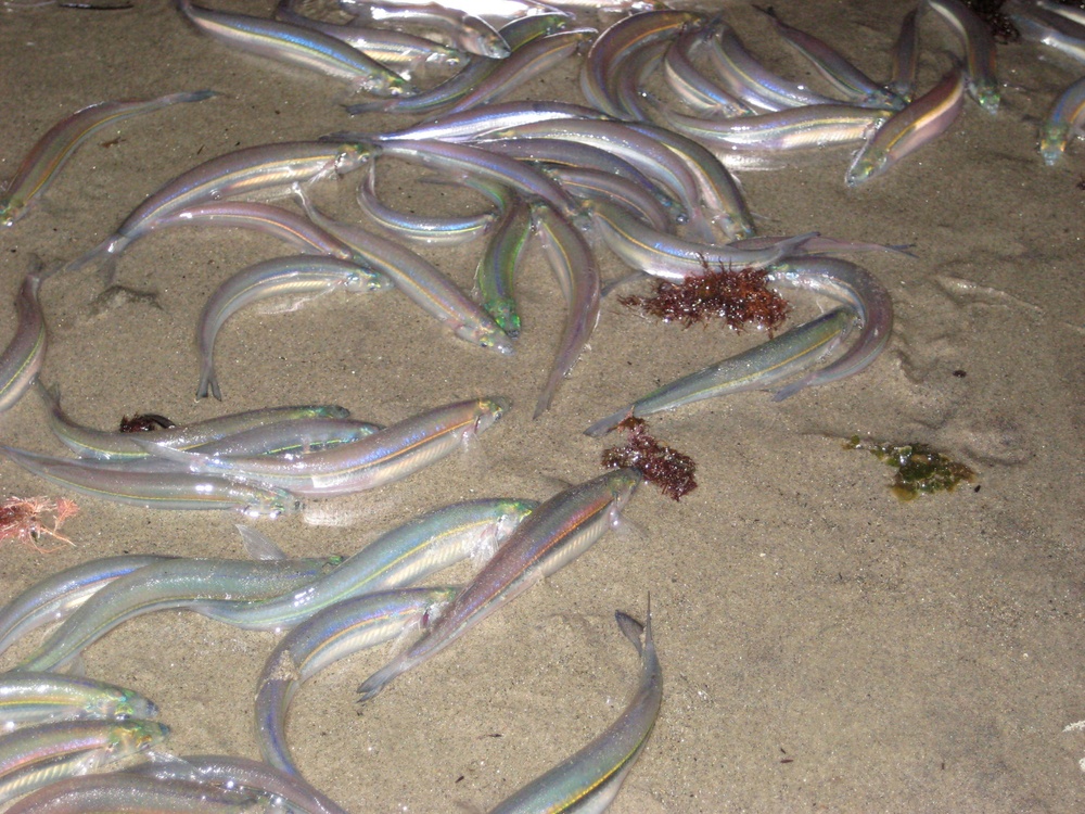 California grunions expected to spawn on California Beaches