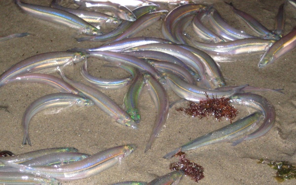 California grunions expected to spawn on California Beaches