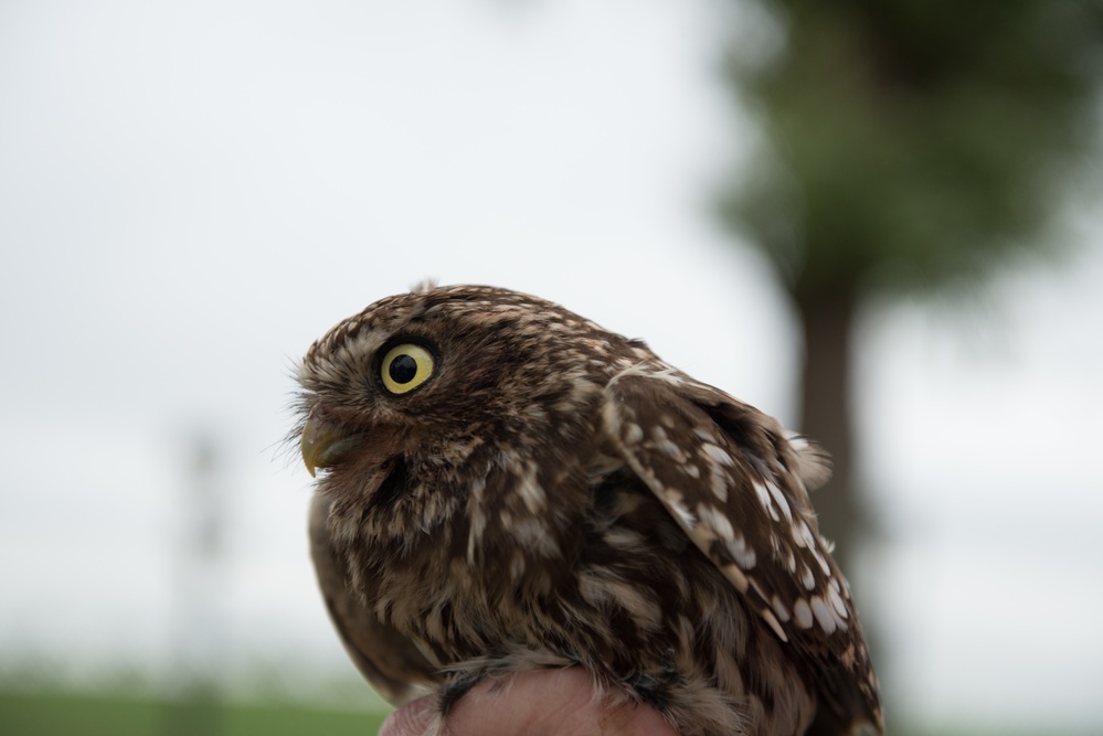 Protected birds of prey on Chièvres Air Base