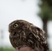 Protected birds of prey on Chièvres Air Base