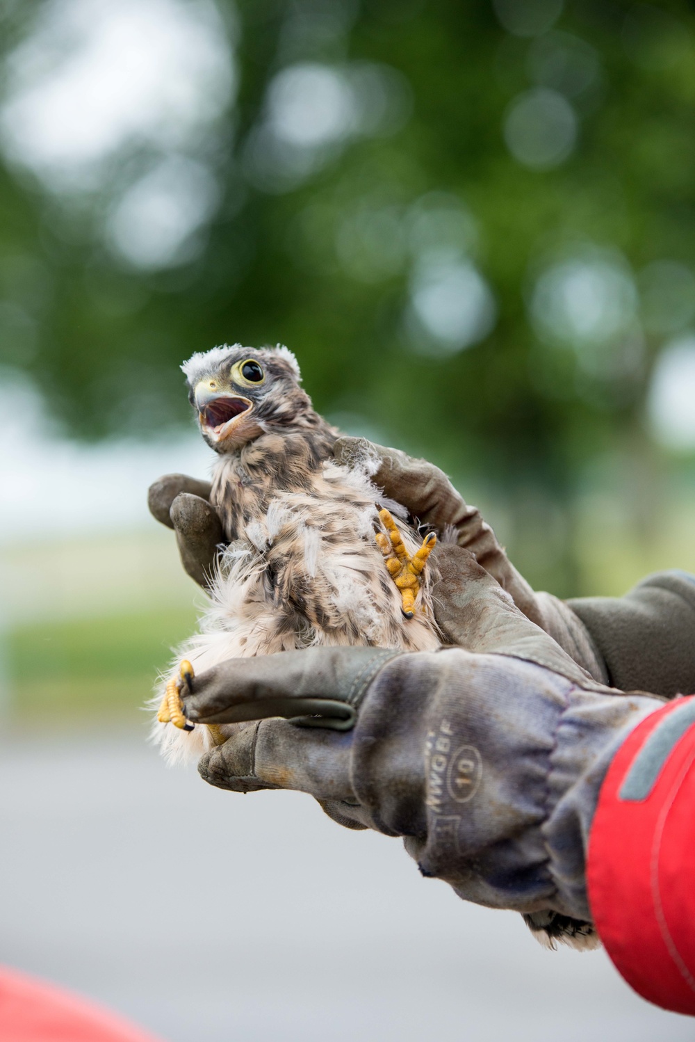 Protected birds of prey on Chièvres Air Base