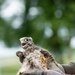 Protected birds of prey on Chièvres Air Base