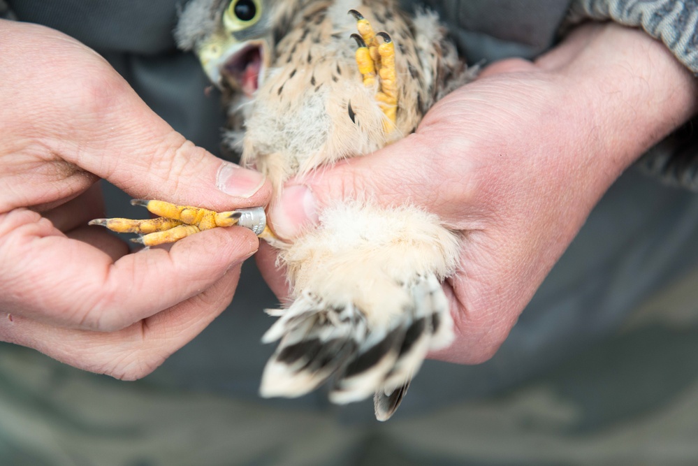 Protected birds of prey on Chièvres Air Base