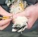 Protected birds of prey on Chièvres Air Base