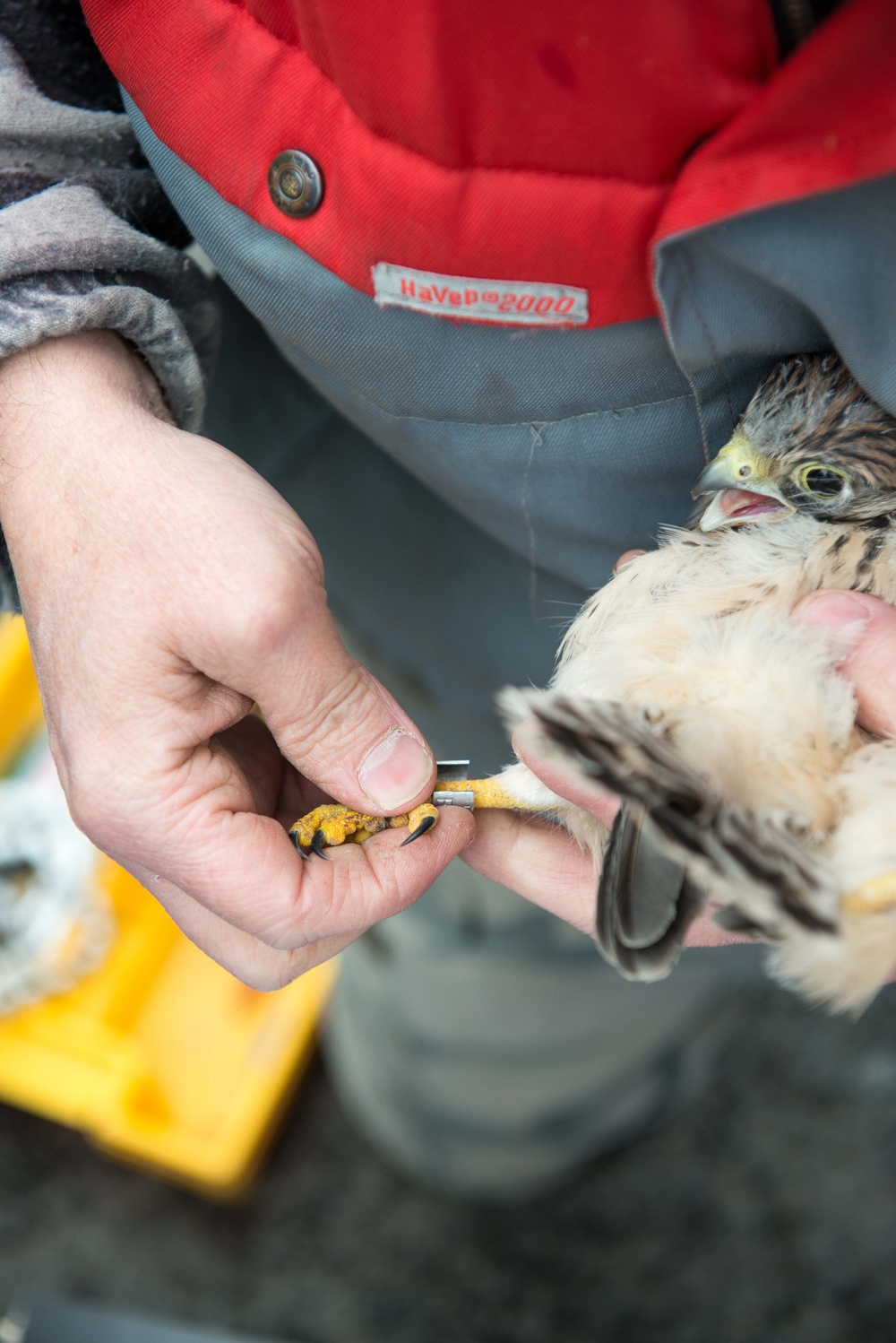 Protected birds of prey on Chièvres Air Base