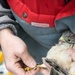 Protected birds of prey on Chièvres Air Base