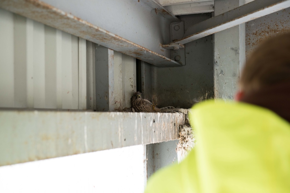 Protected birds of prey on Chièvres Air Base