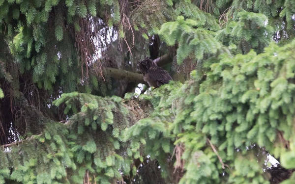 Protected birds of prey on Chièvres Air Base