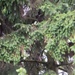 Protected birds of prey on Chièvres Air Base