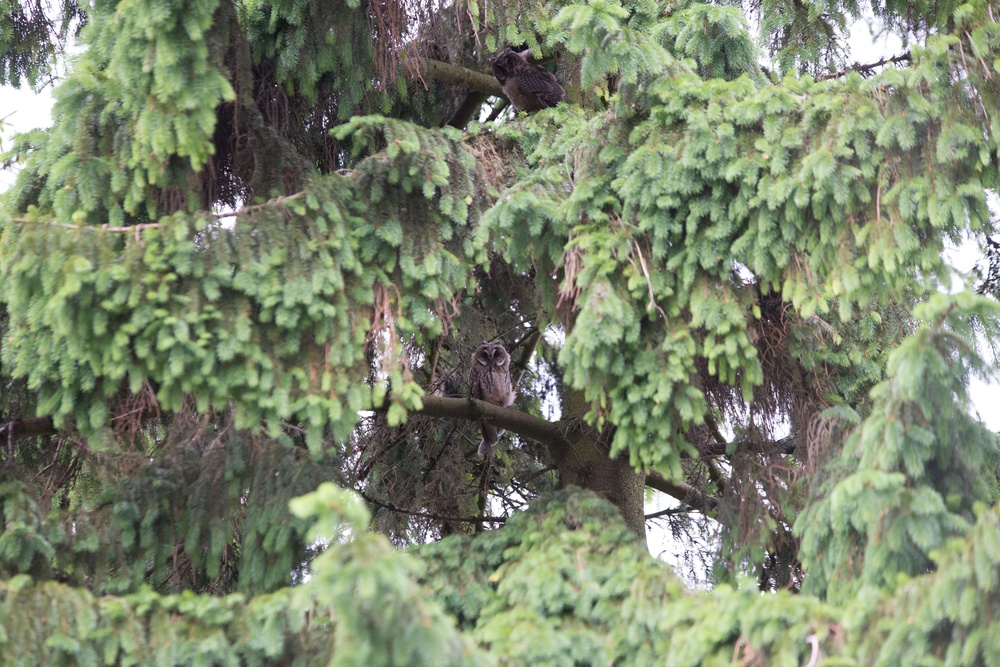 Protected birds of prey on Chièvres Air Base