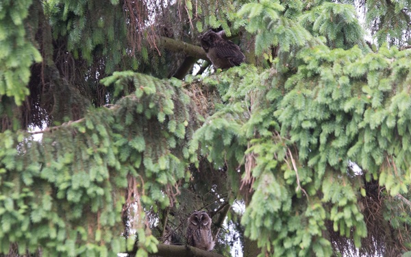 Protected birds of prey on Chièvres Air Base