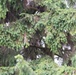 Protected birds of prey on Chièvres Air Base