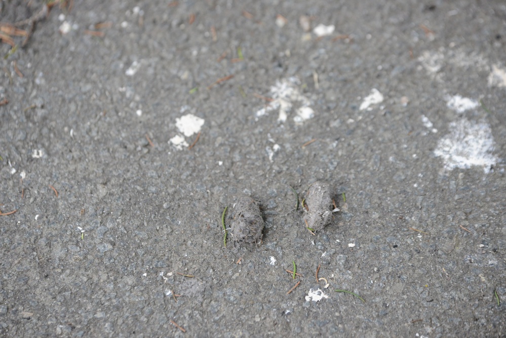 Protected birds of prey on Chièvres Air Base