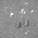 Protected birds of prey on Chièvres Air Base