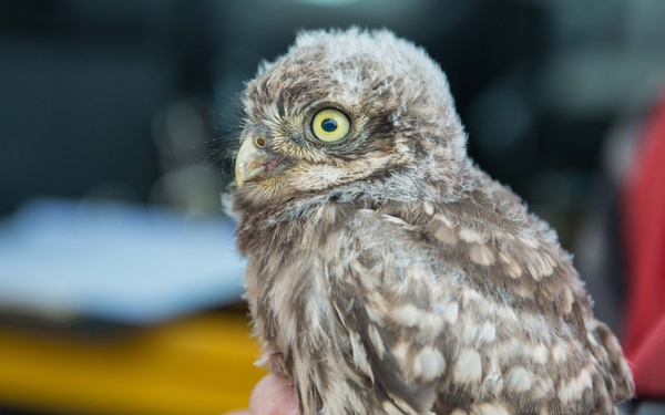 Protected birds of prey on Chièvres Air Base