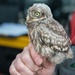 Protected birds of prey on Chièvres Air Base