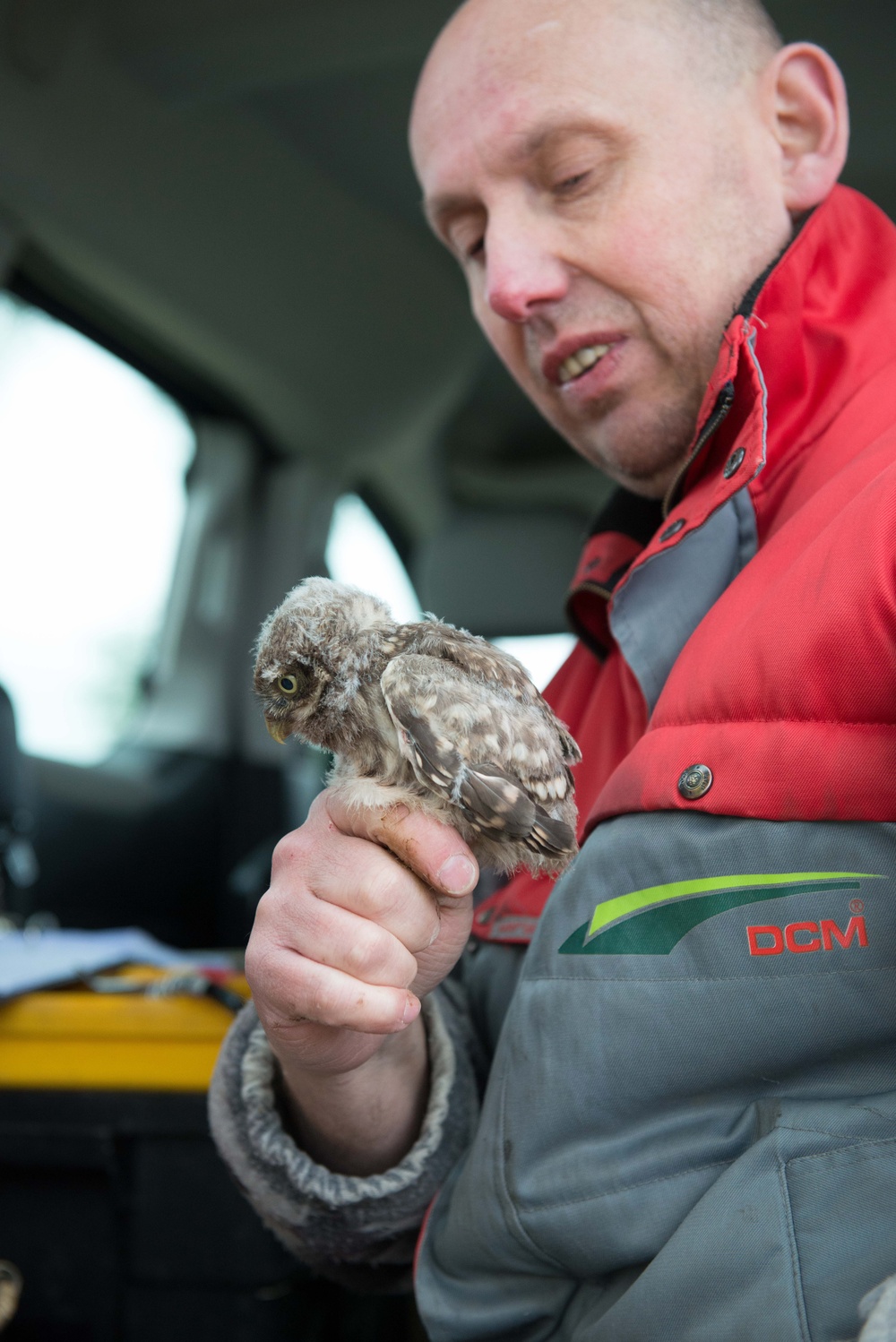 Protected birds of prey on Chièvres Air Base