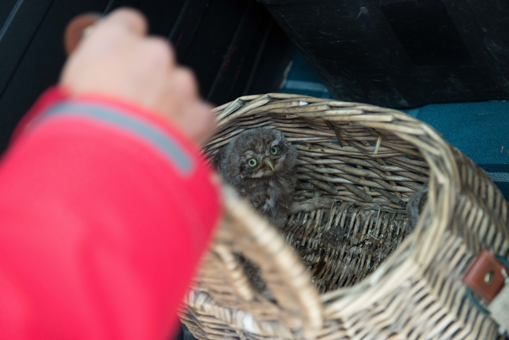 Protected birds of prey on Chièvres Air Base